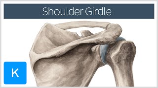 Shoulder Pectoral Girdle  Muscles and Movements  Human Anatomy  Kenhub [upl. by Aihcila]