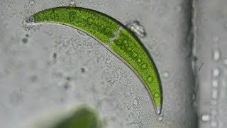 Crescent Shaped Algae Closterium moniliferum [upl. by Eirelam632]