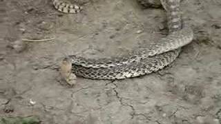 Bull snakes mating [upl. by Ylrae]