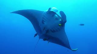 Diving around the Revillagigedo Archipelago Socorro Islands Mexico [upl. by Leunamne]