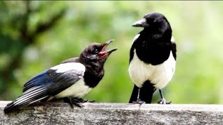 Baby Magpie Call UK Baby Magpie Calling For Food  Young Magpie Sound [upl. by Carman]