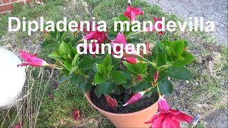 Dipladenia mandevilla düngen so mache ich das Dipladenia Dünger [upl. by Adina]