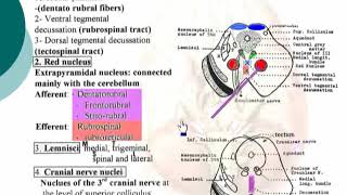 36 Tegmentum Neuroanatomy 36 cxt [upl. by Lymn635]