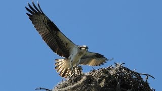 The Osprey Sounds and Habitat [upl. by Ttennaj]