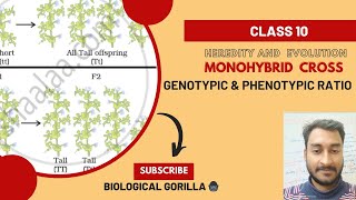 MONOHYBRID CROSSGENOTYPIC amp PHENOTYPIC RATIO knowledgeeasy explainedclass10boardexam 2024 [upl. by Pass448]