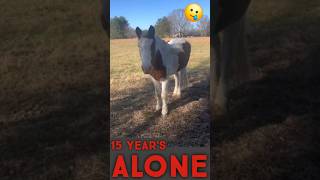 Rescued Horse Spent Its Whole Life Alone [upl. by Symer83]