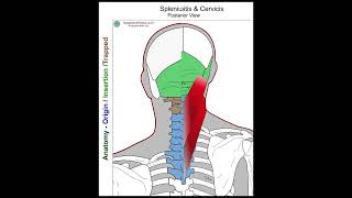 Splenius Capitis  Anatomy Perspective [upl. by Hagan]