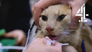 Tiger the Cat is Brought Back to Life  The Supervet [upl. by Gilberta551]