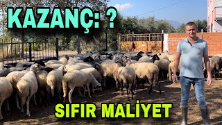 100 KOYUNDAN YILDA KAÇ PARA KAZANDIK  SIFIR MALİYET İLE KOYUN BAKIYOR [upl. by Ahsam]