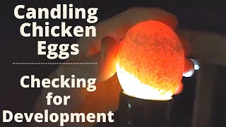 Candling chicken and guinea eggs Giving a chicken guinea eggs to hatch [upl. by Carter]