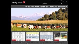 Swissgenetics Website Stier suchen [upl. by Anerroc]