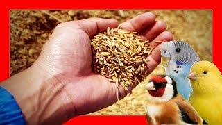 SEMILLAS PARA PAJAROS 🐥 PROPIEDADES DE LAS SEMILLAS PARA CANARIOS PERIQUITOS JILGUEROS [upl. by Kele274]