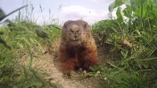 Daily routine of a cute woodchuck [upl. by Chrisy]