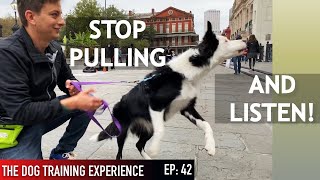 How I’m Training My Dog To Listen in Public [upl. by Atiek629]