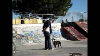 Skateboarding dogs Neo and Tuxedo [upl. by Blainey]