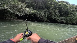 SENSASI CASTING MAHSEER SUNGAI HULU PENGHUNI ARUS DERAS PEDALAMAN KALIMANTAN TIMUR [upl. by Oznarol]