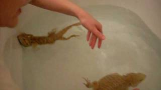 Bearded Dragons Swimming [upl. by Treblah]