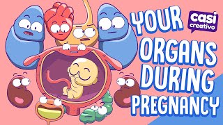 Your Organs During Pregnancy [upl. by Swart]