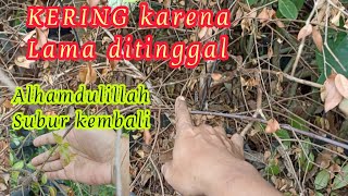 CARA MENGATASI TANAMAN KERING KARENA DITINGGAL LAMA  TANAMAN YANG KERING KEMBALI SUBUR [upl. by Mila154]