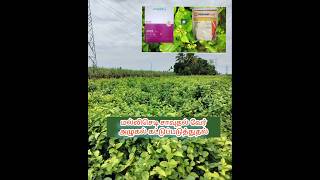 Jasmine plant root death fungicide control  மல்லிசெடி சாவுதல் agriplantation [upl. by Eelik]