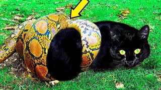 Venomous Snake Twisted A Pregnant Cat What Happened Next Is Very Hard To Believe [upl. by Anibor27]