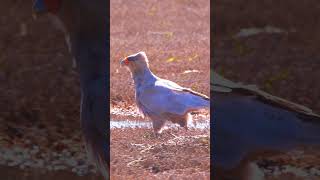 Caracara bird walking in field bird nature wildlife caracara walking beautiful field HA18964 [upl. by Araz]