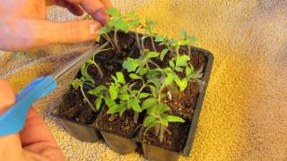 How to PruneRemove Your Excess Tomato Seedlings in Seed Cells Keep the Strongest  MFG 2014 [upl. by Tremml]