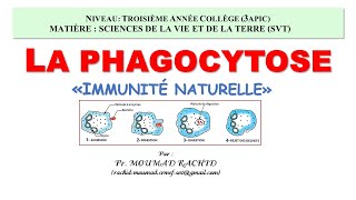 3APIC La phagocytose [upl. by Susie]