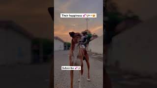 Their happiness🐶❤️viralvideo trending new socialwork doglover cute animals love motivation [upl. by Hershell911]