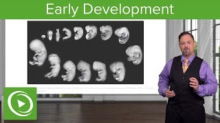 Embryology Introduction amp Early Stages  Lecturio [upl. by Hagi]