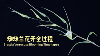 原生种蜘蛛兰 verrucosa 花开全过程 Brassia verrucosa Blooming Timelapse [upl. by Audwin]