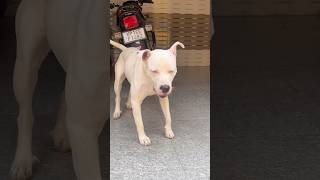 Watch Now Pitbull vs Akita  You Wont Believe Your Eyes •eshorts pitbull akita [upl. by Dickman]