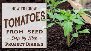 ★ How to Grow Tomatoes from Seed A Complete Step by Step Guide [upl. by Strohben909]