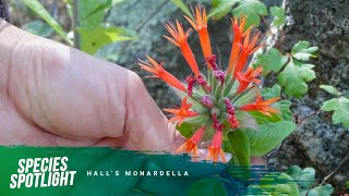 Species Spotlight Halls monardella [upl. by Adnuhsed]