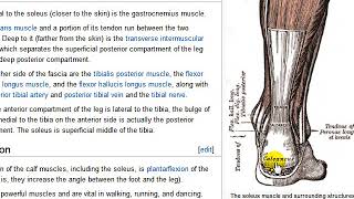 Gastrocnemius och soleus tibialis anterior och posterior mfl [upl. by Darnall]