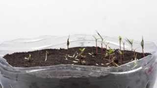 Germination TimeLapse  Phacelia and Tagetes patula [upl. by Jerz876]