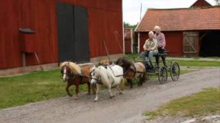 Four in hand with Mini Shetland Ponys [upl. by Eseila329]