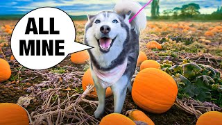 Taking Meeka The Talking Husky To a Pumpkin Patch GOES WRONG VLOG [upl. by Aydne116]