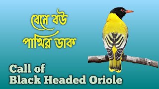 bene bou pakhir dak  call of black headed oriole Oriolus xanthornus [upl. by Seravart]