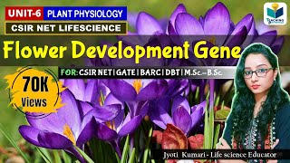 Flower Development Genes in Arabidopsis  CSIRNET  GATE  BARC  Plant Biology [upl. by Catto]