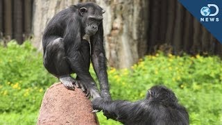 We Finally Know Why Chimpanzees Cooperate With Each Other [upl. by Mailliw]