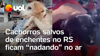 Cachorros salvos de enchentes no Rio Grande do Sul ficam nadando no ar após resgate veja vídeos [upl. by Zak]