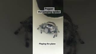 Pepper the jumping spider playing the piano [upl. by Iphigenia782]