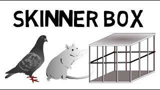 Das Skinner Box Experiment leicht erklärt [upl. by Jovita]