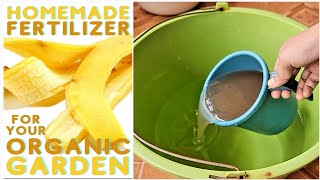 Banana peel fertilizer for plants  4 Ways To Use Banana Peels In Your Garden As Fertilizer [upl. by Erusaert]