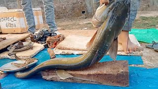 Biggest Monster Attu Wallago Boal Fish Cutting Skills  Fish Cutting Skills [upl. by Yclek839]