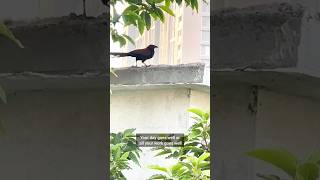 Did you know spotting this bird is believed to bring a good luck ytshorts viral trending birds [upl. by Ardith592]