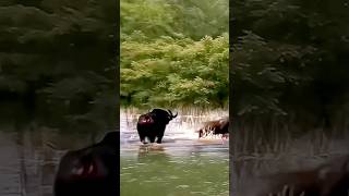 Epic Pool Showdown Buffalo Battles Lion in a Thrilling Water Fight [upl. by Ellenahc626]