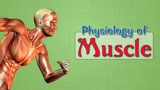 Easy Physiology  Muscle  1Excitation Contraction Coupling [upl. by Wu]