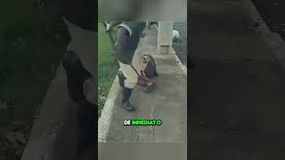 Este Perro Defendió a Su Dueño Sin Hogar y lo Que Hizo Te Conmoverá ❤️ [upl. by Ainavi188]